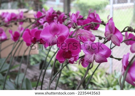 Beautiful garden full of orchid flowers