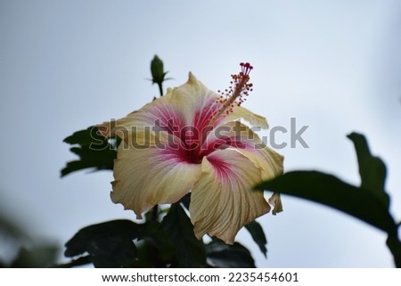 The selective focus of Shoe flower, Hibiscus,Chinese rose.Beautiful Shoe flowers are blooming in the garden. Idea for decoration place in the birthday,wedding and content background,flowers and light.