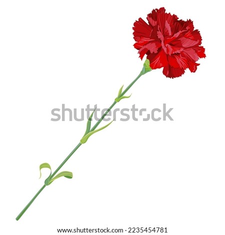 Red carnation isolated on a white background. Vector clip art for greeting cards for Valentine's Day, Mother's Day, May 9. Flowers for wedding decor.