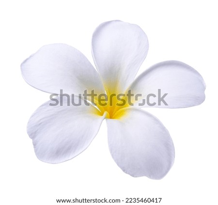 Plumeria, frangipani flowers isolated on white background. 


