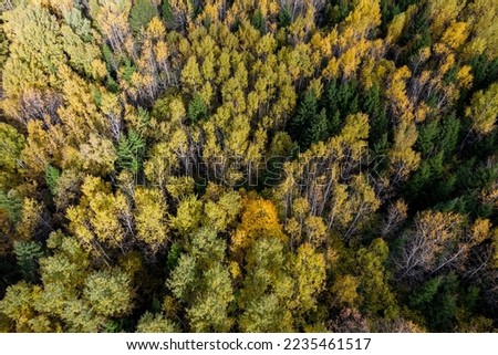 Mixed forest in autumn colors from a bird's eye view
