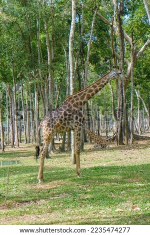 the tall giraffes stand among the trees