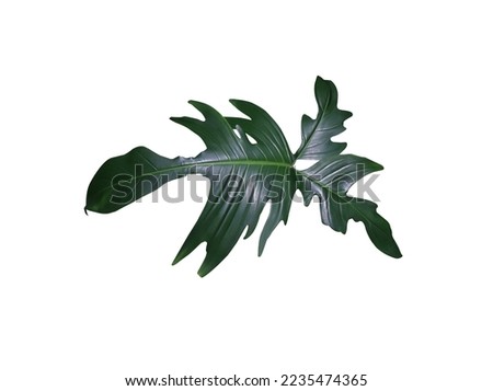Philodendron Xanadu leaf. Close up exotic green leaf of xanadu tree isolated on white background.