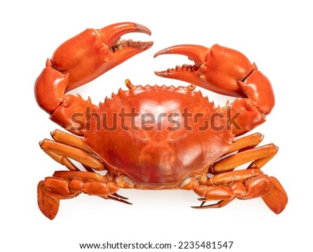 Seafood dish, Boiled Serrated mud crab on white background , Steamed Red Crab seafood Isolate on white with clipping path. Royalty-Free Stock Photo #2235481547