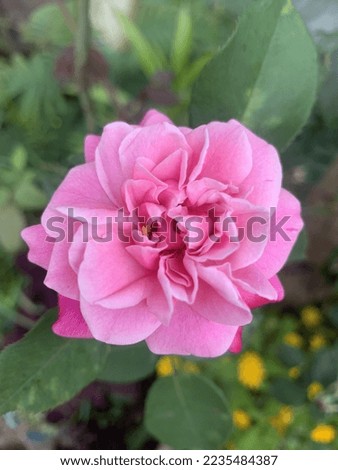 potrait picture of mini pink roses