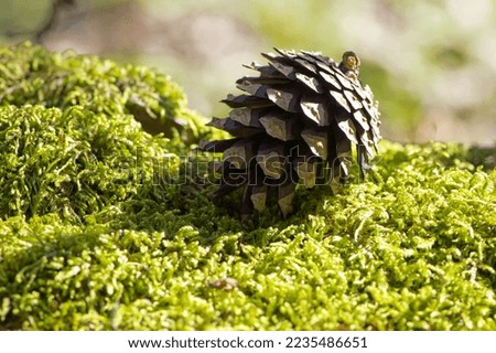 pine cone with christmas tree on green moss. Autumn cones from a Christmas tree on forest moss. Background with autumn cones. close-up. natural background. autumn or spring forest Royalty-Free Stock Photo #2235486651