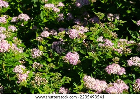 pink little princess or japanese meadowsweet shrub in full bloom Royalty-Free Stock Photo #2235493541