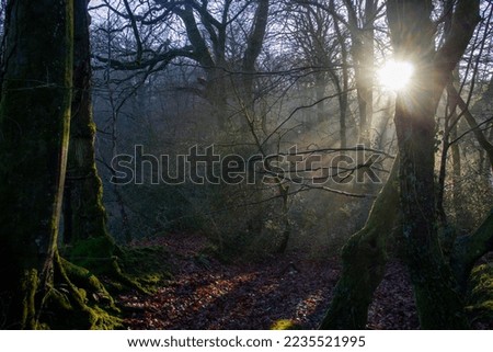 morning light and fog in a beech tree forst with the sun through the trees Royalty-Free Stock Photo #2235521995