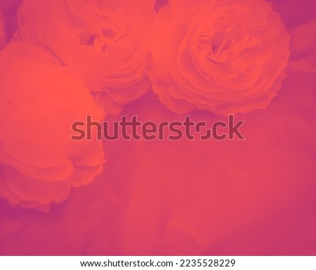 Beautiful abstract color pink flowers on white background, light pink flower frame, red leaves texture, dark background, valentines day, love theme, red texture 