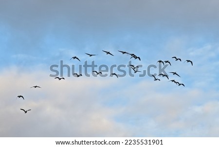Formation of canada geese on a  blue sky with soft fluffy clouds, view from below - Branta canadensis Royalty-Free Stock Photo #2235531901