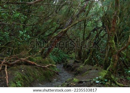 Trees twisted woods. The mysterious Wood. Creepy forest. Moss-covered trees and boulders. All Is Green. Royalty-Free Stock Photo #2235533817