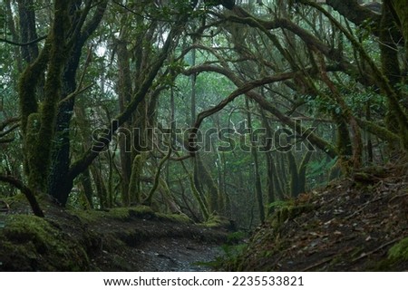Trees twisted woods. The mysterious Wood. Creepy forest. Moss-covered trees and boulders. All Is Green. Royalty-Free Stock Photo #2235533821