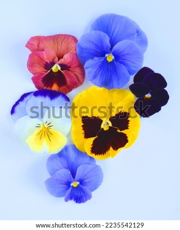 Pansy petals on white background.