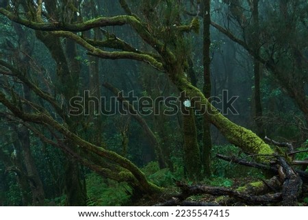 Trees twisted woods. The mysterious Wood. Creepy forest. Moss-covered trees and boulders. All Is Green. Moss Growing On Tree Trunk  Royalty-Free Stock Photo #2235547415