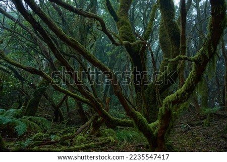 Trees twisted woods. The mysterious Wood. Creepy forest. Moss-covered trees and boulders. All Is Green. Moss Growing On Tree Trunk  Royalty-Free Stock Photo #2235547417
