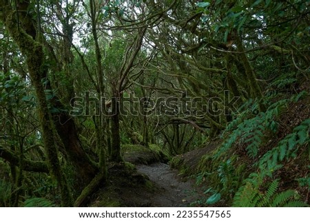 Trees twisted woods. The mysterious Wood. Creepy forest. Moss-covered trees and boulders. All Is Green. Moss Growing On Tree Trunk  Royalty-Free Stock Photo #2235547565