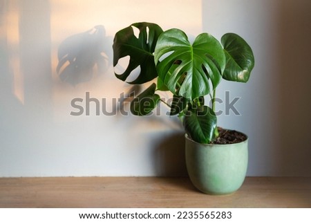 Monstera deliciosa, plant in a green pot, sunset light Royalty-Free Stock Photo #2235565283