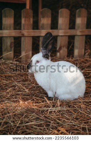  white rabbit walking in the garden. Cute farm animals. White rabbit with black spots.