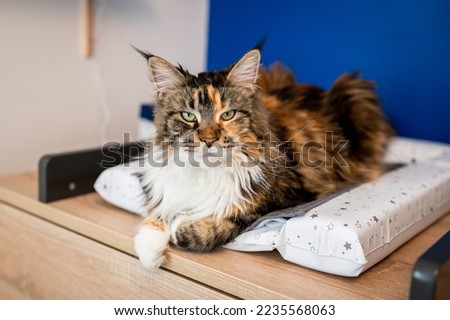 Cute Portrait of main coon in baby's room Royalty-Free Stock Photo #2235568063