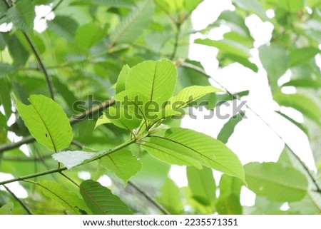In Selective focus a twig of Kratom leaves with blurred green nature background 