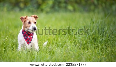 Cute happy jack russell terrier dog sitting in the grass. Web banner, background with copy space. Puppy training.
