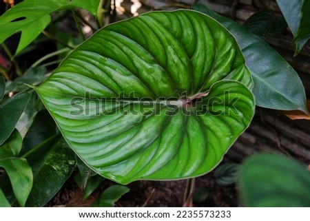 Blooming leaves. Philodendron plowmanii blackface. A beautiful leaves with silvery pattern.