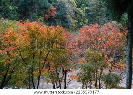 Yoronotaki water fall with strong stream of river and res leaves in Chiba, Japan. autumn view.