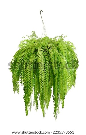 Boston fern (Nephrolepis exaltata Bostoniensis) growing in pot. Beautiful fresh green Common sword ferns hang on the wall for office or home decoration, green houseplant isolated on white background Royalty-Free Stock Photo #2235593551