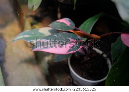 Philodendron pink princess. 'Pink Princess' is a slow-growing, hybrid philodendron selection that features colorful, variegated foliage and an upright, vining habit. Royalty-Free Stock Photo #2235615525