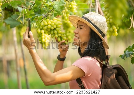 Vineyard tourists thailand travel walking amongst grapevines. asian woman on holiday wine tasting experience in summer valley landscape. using mobile phone takes a picture selfie, taking pictures.