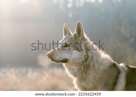 Tschechoslowakischer Wolfhund in the winter