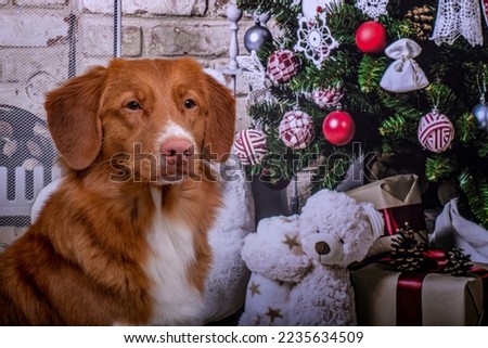 Duck Toller in christmas mood