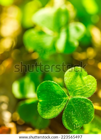 Bright green clover leaves in a forest.