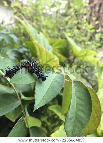 Purworejo, Indonesia—December 12, 2022: young caterpillars easily understand life in Purworejo, Central Java Province, Indonesia, on December 12, 2022.