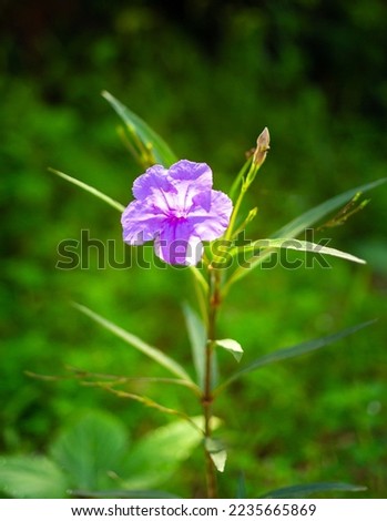 Purple Ruellia tuberosa flower beautiful blooming flower green leaf background. Spring growing purple flowers and nature comes alive