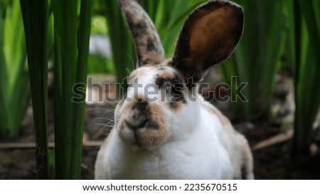 Rex rhinelander rabbit in the green garden sitting and watching curiously. Royalty-Free Stock Photo #2235670515