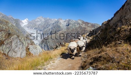 Herd of Valais Blacknose sheep not far from the Marjelensee. On the background is the Fiescher Glacier.  Royalty-Free Stock Photo #2235673787