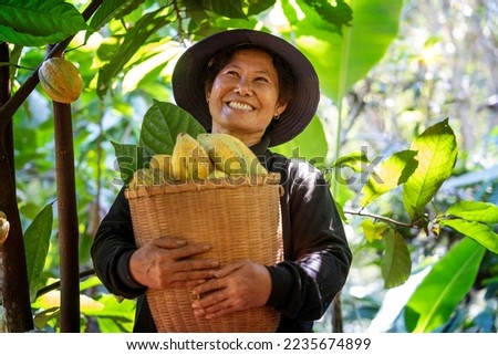 Middle-aged farmer woman smiling happily Produces cocoa beans in a basket Planting without chemicals Using organic methods Planting cacao on a hillside Royalty-Free Stock Photo #2235674899