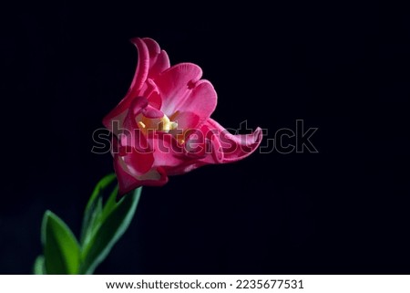 Tulip flower with rose petals closeup photo.