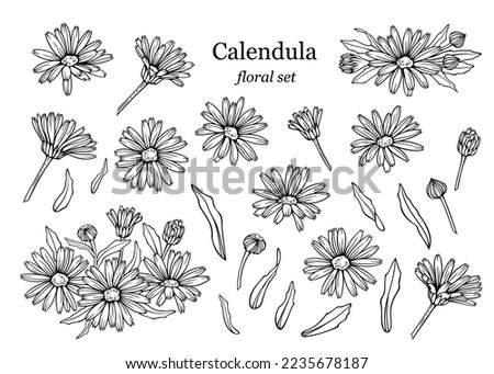 Сalendula flowers set, line art drawing. Marigold flowers, outline floral design elements isolated on white background, vector illustration. Hand drawn flowers, buds and leaves Royalty-Free Stock Photo #2235678187