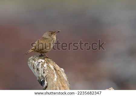 Cobb's Wren (Troglodytes cobbi) with recent catch in its beak standing on a piece of driftwood on the coast of Sea Lion Island in the Falkland Islands Royalty-Free Stock Photo #2235682347