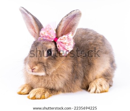 Cute looking brown rabbit isolated white background