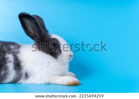 Cute black white rabbit isolated blue background