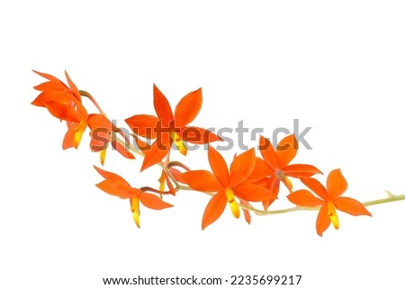 a beautiful bright orange yellow red Encyclia Prosthechea vitellina botanical orchid species plant flower closeup macro with leaves isolated on white with space for text  Royalty-Free Stock Photo #2235699217