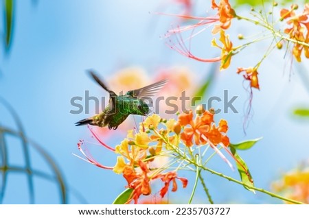  Copper-rumped hummingbird feeding on tropical orange flowers in the blue sky with vibrant colors. Royalty-Free Stock Photo #2235703727