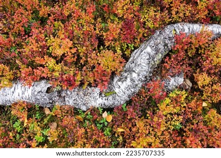 A dead Birch wood in the middle of colorful shrubs during fall foliage in Riisitunturi National Park, Northern Finland