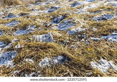 Winter sunny day old dry grass covered with snow close up as background