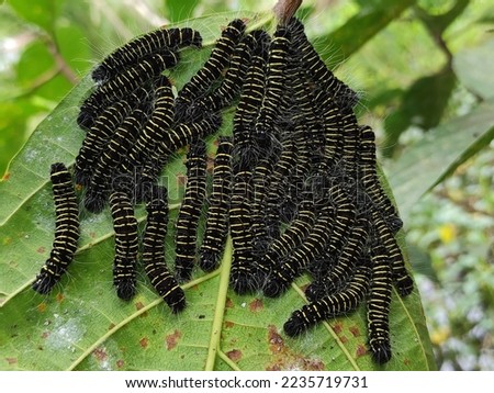 caterpillars on the leaves. the caterpillars are eating the leaves. butterfly 