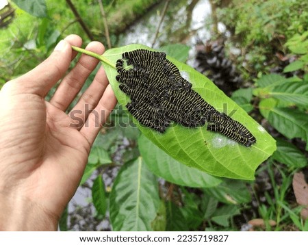 caterpillars on the leaves. the caterpillars are eating the leaves. butterfly 