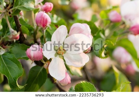 apple blossom, flowers on a tree